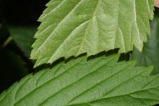 Rubus argutus, leaf - margin of upper + lower surface