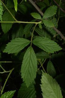 Rubus argutus, leaf - whole upper surface
