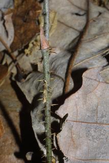 Smilax glauca, bark - of a small tree or small branch
