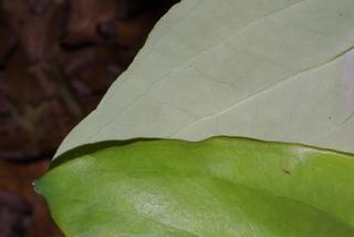 Smilax glauca, leaf - margin of upper + lower surface