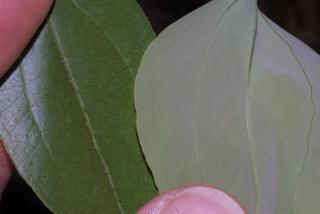 Smilax glauca, leaf - margin of upper + lower surface