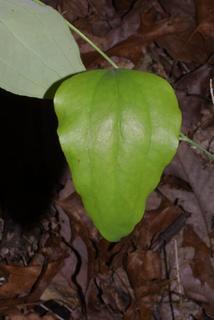 Smilax glauca, leaf - whole upper surface