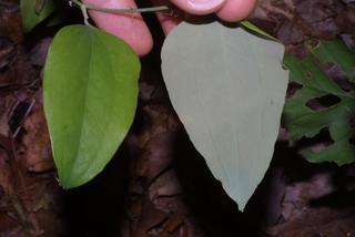 Smilax glauca, leaf - whole upper surface