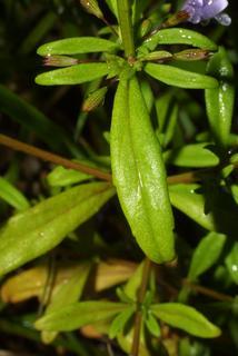 Clinopodium glabellum, leaf - basal or on lower stem