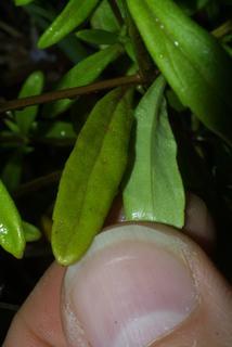 Clinopodium glabellum, leaf - margin of upper + lower surface