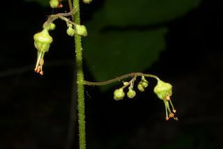 Heuchera americana, inflorescence - lateral view of flower