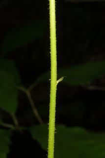 Heuchera americana, stem - showing leaf bases