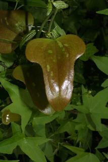 Smilax bona-nox, leaf - whole upper surface