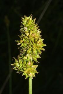 Carex muehlenbergii, inflorescence - whole - unspecified