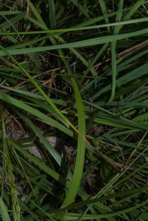 Carex muehlenbergii, leaf - basal or on lower stem