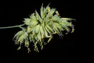 Dactylis glomerata, inflorescence - frontal view of flower
