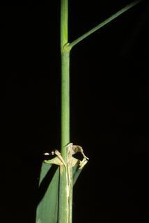 Dactylis glomerata, stem - showing leaf bases
