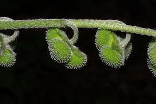 Cynoglossum virginianum, fruit - lateral or general close-up