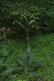 Cynoglossum virginianum, whole plant - in fruit