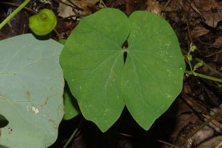 Jeffersonia diphylla, leaf - basal or on lower stem