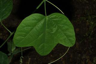Passiflora lutea, leaf - basal or on lower stem