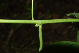 Passiflora lutea, stem - showing leaf bases