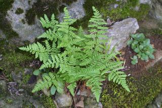 Woodsia obtusa, whole plant - unspecified