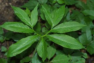 Arisaema dracontium, leaf - basal or on lower stem
