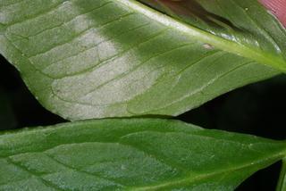 Arisaema dracontium, leaf - margin of upper + lower surface