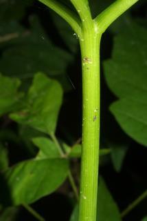Arisaema dracontium, stem - showing leaf bases