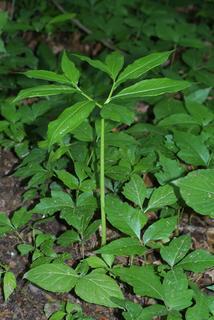 Arisaema dracontium, whole plant - juvenile