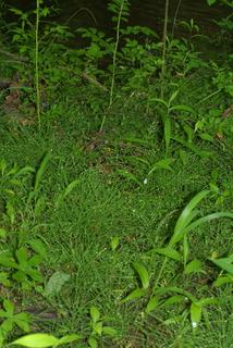 Equisetum arvense, whole plant - unspecified