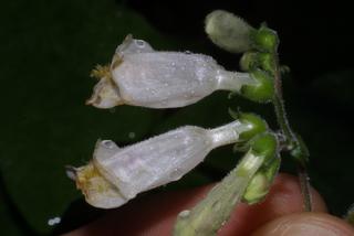 Penstemon tenuiflorus, inflorescence - lateral view of flower