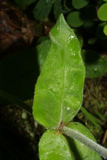 Penstemon tenuiflorus, leaf - on upper stem