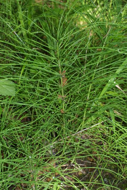 Equisetum arvense, whole plant - unspecified image