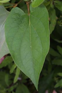 Saururus cernuus, leaf - basal or on lower stem