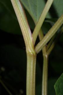 Saururus cernuus, stem - showing leaf bases