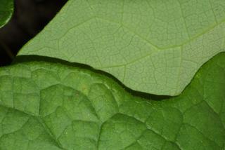 Menispermum canadense, leaf - margin of upper + lower surface