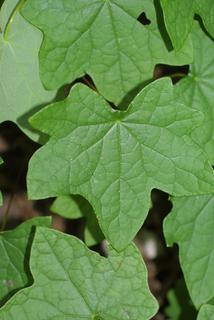 Menispermum canadense, leaf - whole upper surface