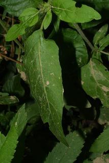 Blephilia hirsuta, leaf - basal or on lower stem
