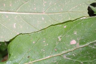 Blephilia hirsuta, leaf - margin of upper + lower surface