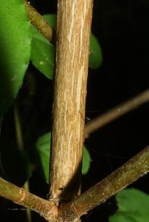 Deutzia scabra, bark - of a small tree or small branch