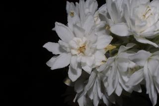 Deutzia scabra, inflorescence - frontal view of flower