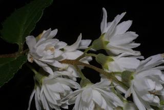 Deutzia scabra, inflorescence - lateral view of flower