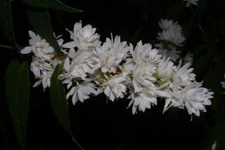 Deutzia scabra, inflorescence - whole - unspecified