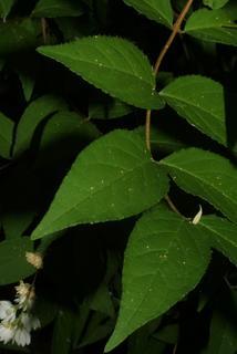 Deutzia scabra, leaf - showing orientation on twig