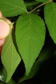 Deutzia scabra, leaf - whole upper surface