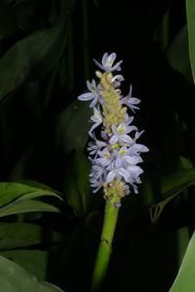 Pontederia cordata, inflorescence - whole - unspecified