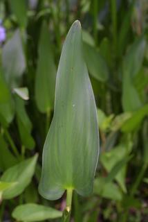 Pontederia cordata, leaf - on upper stem
