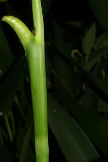 Pontederia cordata, stem - showing leaf bases
