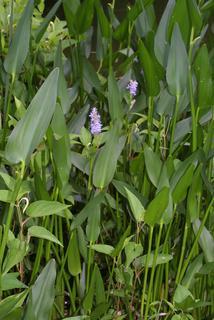 Pontederia cordata, whole plant - in flower - general view