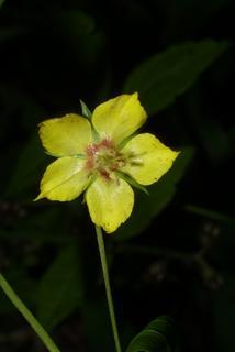 Lysimachia quadrifolia, inflorescence - frontal view of flower