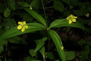 Lysimachia quadrifolia, inflorescence - whole - unspecified