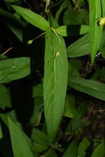Lysimachia quadrifolia, leaf - basal or on lower stem