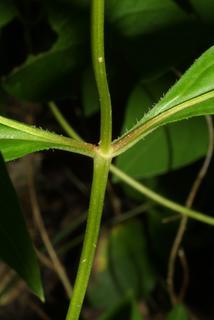 Lysimachia quadrifolia, stem - showing leaf bases